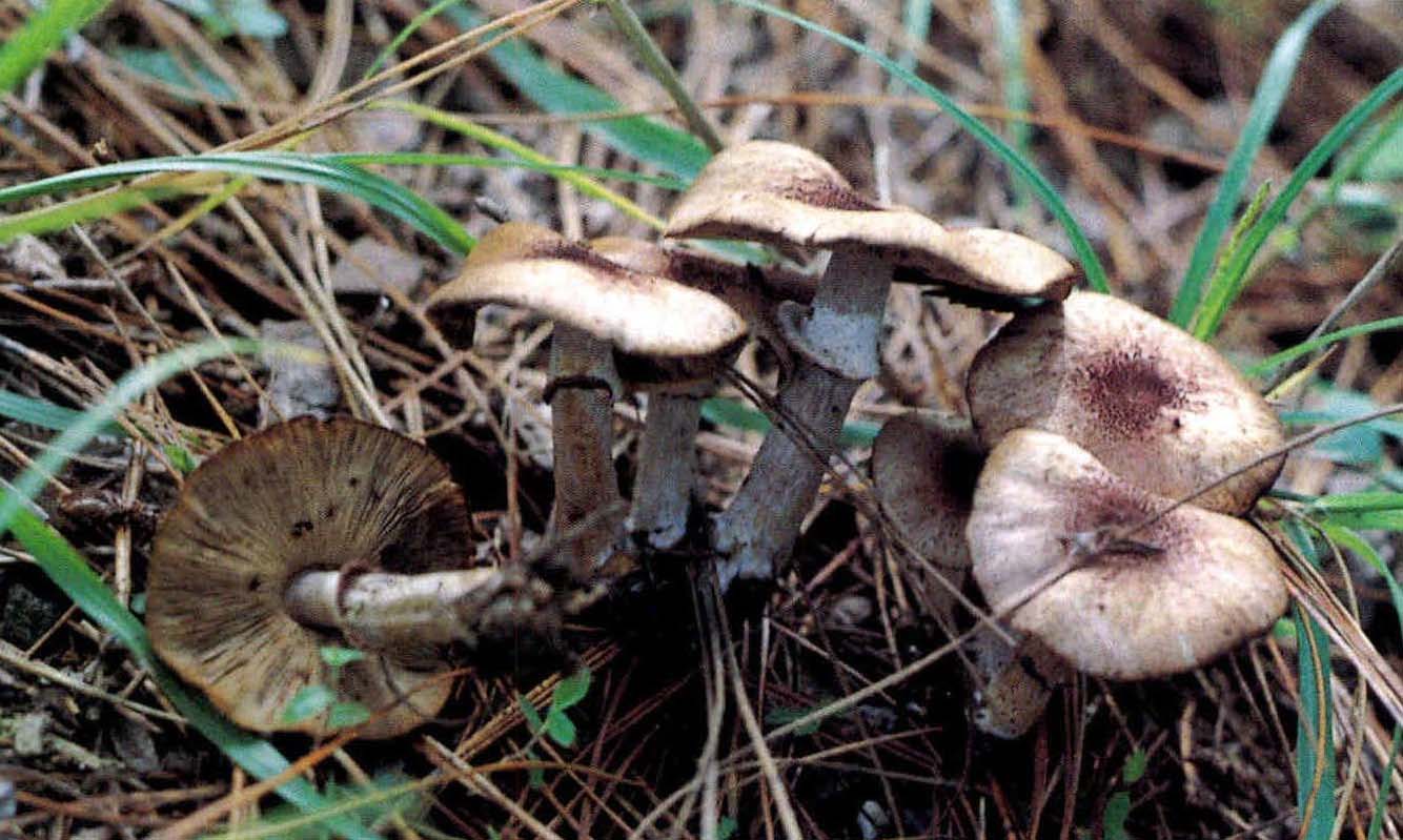 Agaricus rubellus(Gill.) Sacc.